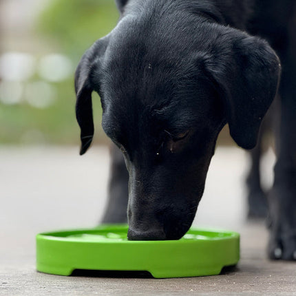 Garden Design eTray Enrichment Shallow Slow Feeder Dog Bowl