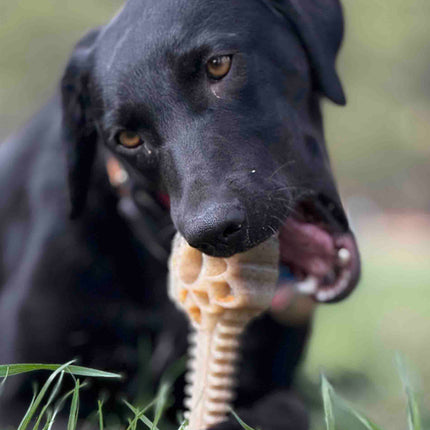 Honey Bone Dental Flower Tower eChew Ultra Durable Nylon Dog Chew Toy - XL
