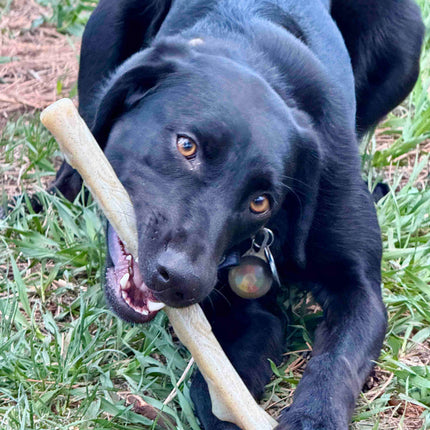 Durable Nylon Chew Stick