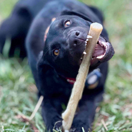 Durable Nylon Chew Stick