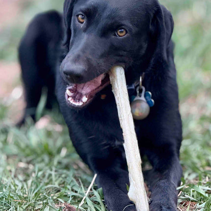 Durable Nylon Chew Stick