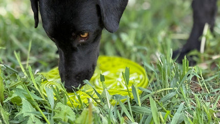 Citrus Design eMat Enrichment Lick Mat With Suction Cups