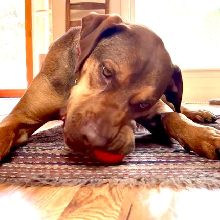 Squeak Ball Ultra Durable PUP-X Squeaking, Chewing, Floating & Retrieving Ball