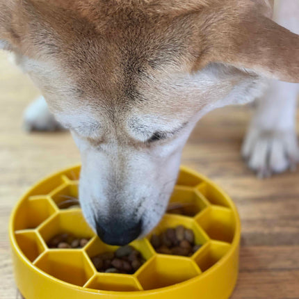 Honeycomb Design eBowl Enrichment Slow Feeder Bowl for Dogs