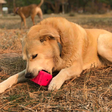 Surf's Up! Retro Van  Durable Chew Toy & Treat Dispenser
