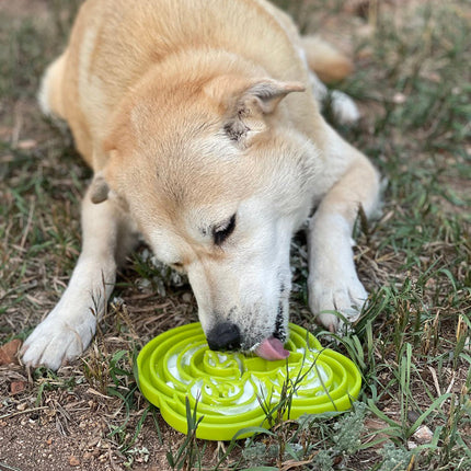 Water Frog Design eTray Enrichment Shallow Slow Feeder Dog Bowl