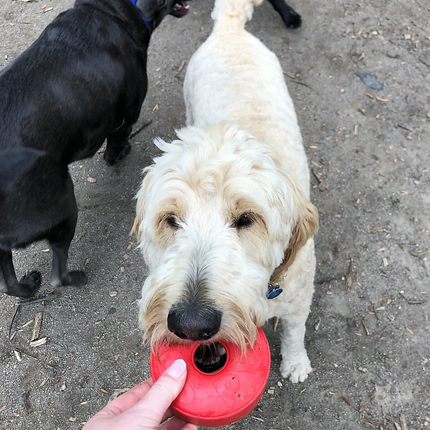 Life Ring eDispener Durable Rubber Chew Toy & Treat Dispenser