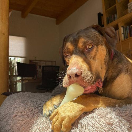 PUP-X Synthetic Rubber Chewing & Floating Bone Toy - Glow in the Dark