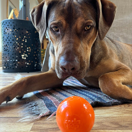 Squeak Ball Ultra Durable PUP-X Squeaking, Chewing, Floating & Retrieving Ball