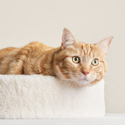 Kip Cat Cushion