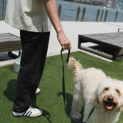 City Dog Leash
