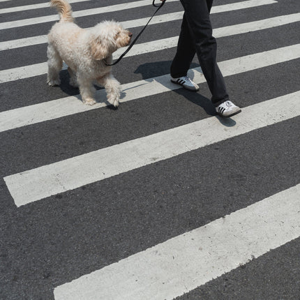 City Dog Leash