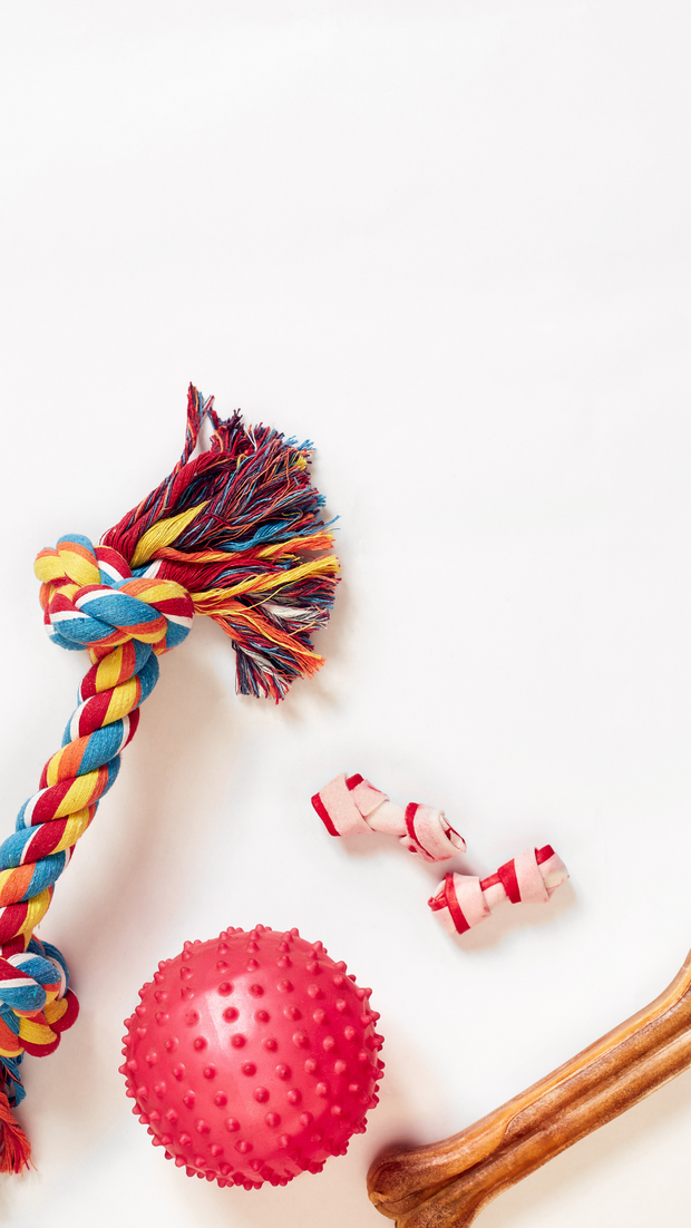 <h1>Dog Toys</h1>