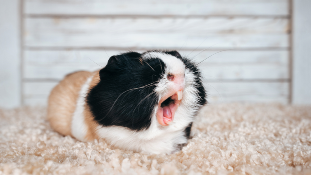 <h1>Bedding</h1>