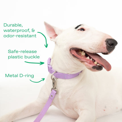 Extra Large Dog Collar