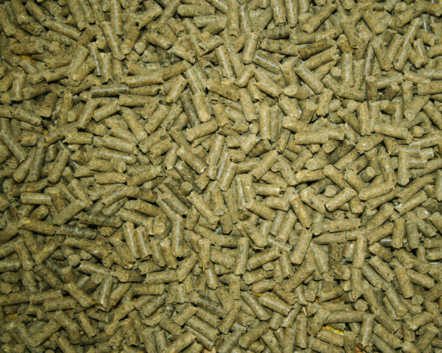 <h1>Cubes & Pellets</h1>