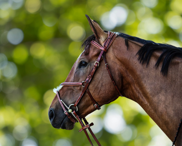 <h1>Bridles and Reins</h1>