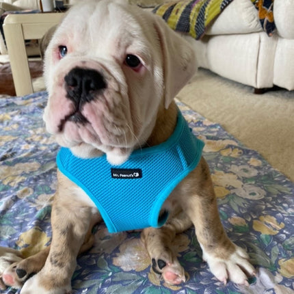 Mr. Peanut's PupTrek Harness and Leash Set,  Small Dog/Cat Soft Mesh Step In Harness Vest