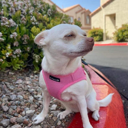 Mr. Peanut's PupTrek Harness and Leash Set,  Small Dog/Cat Soft Mesh Step In Harness Vest