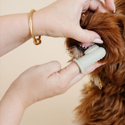 Ultimate Dog Grooming Kit
