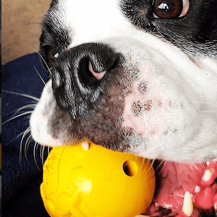 ID Ball Durable Rubber Chew Ball