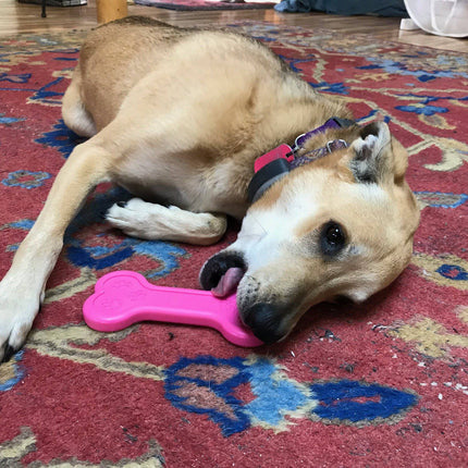 Bone eChew Ultra Durable Nylon Dog Chew Toy