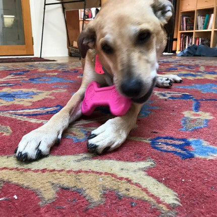 Bone eChew Ultra Durable Nylon Dog Chew Toy