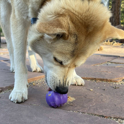 Cross Bones Chew Toy and Treat Pocket