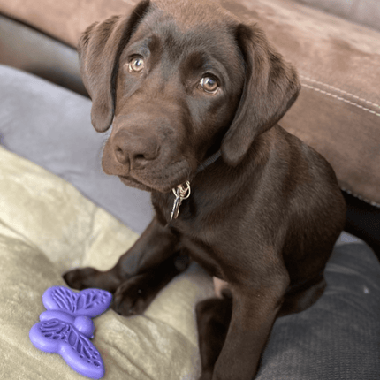 Butterfly eChew Durable Nylon Chew and Enrichment Toy
