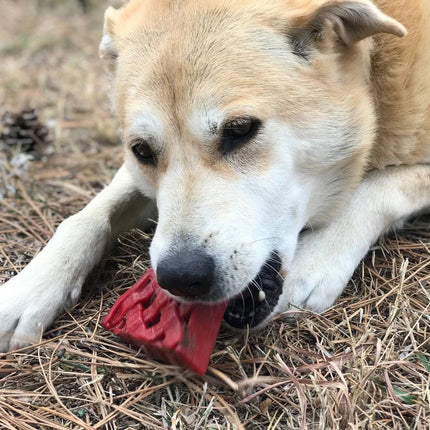 Cherry Pie eChew Ultra Durable Nylon Dog Chew Toy and Treat Holder