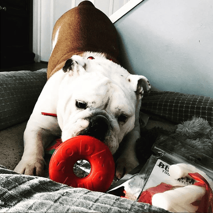 Life Ring eDispener Durable Rubber Chew Toy & Treat Dispenser