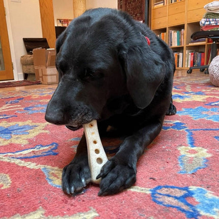 MOD Bone eChew Ultra Durable Nylon Dog Chew Toy